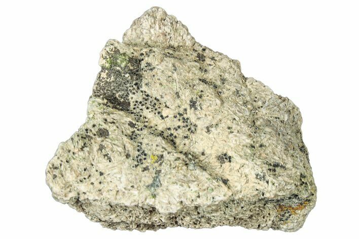 Dinosaur (Triceratops) Frill Shield Section - Montana #323839